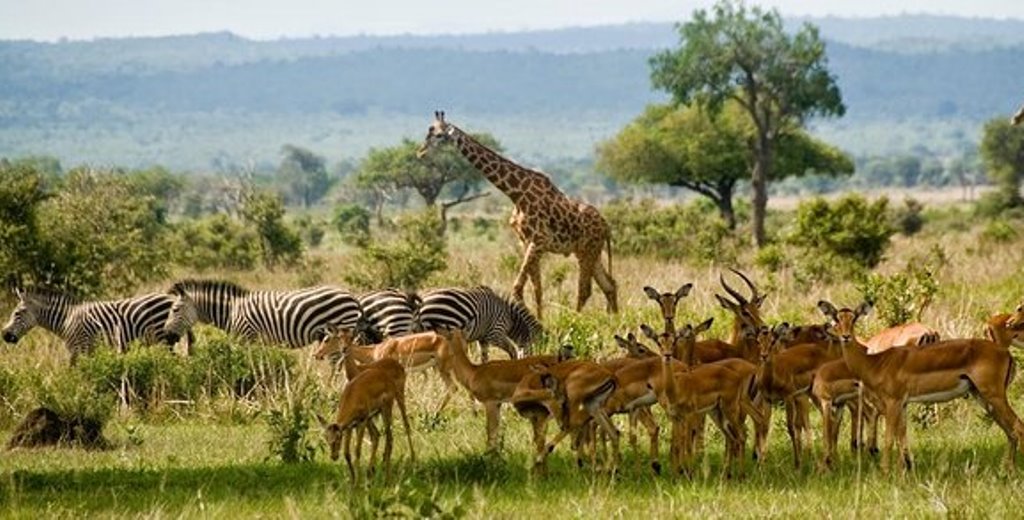 Tanzania