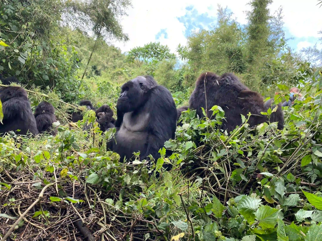 3-Day Mgahinga Gorilla Trekking & Golden Monkey Safari