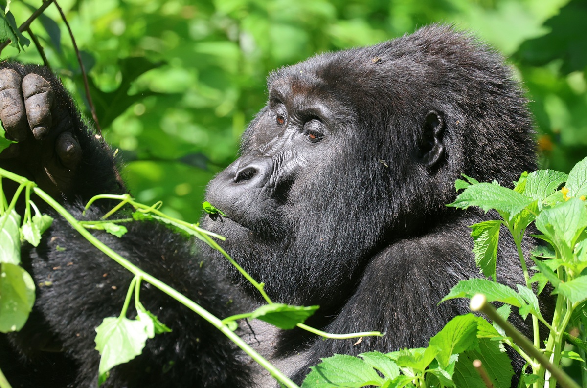 4Days Uganda Gorilla Trekking Adventure with Lake Mburo Safari