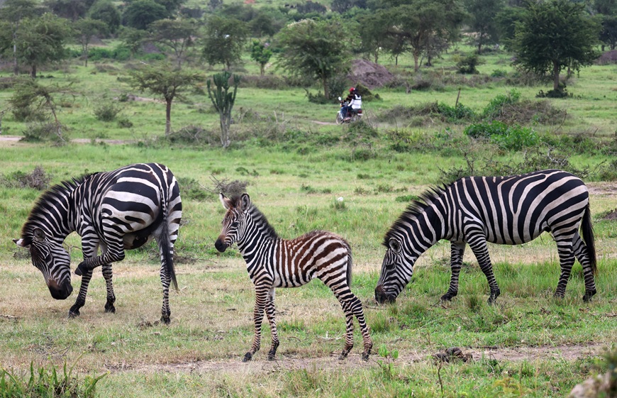 Serving Rwenzori Heights